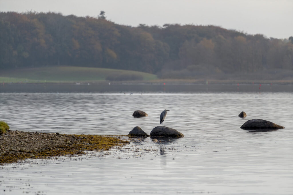 Fiskehejre / Grey heron (Ardea cinerea)