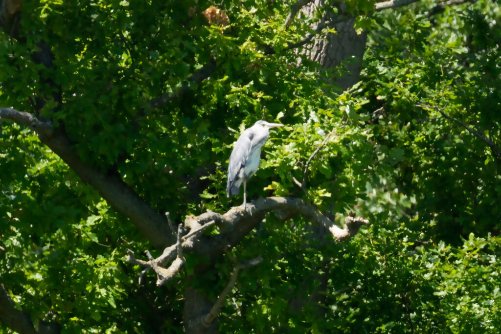 Fiskehejre / Grey heron (Ardea cinerea)