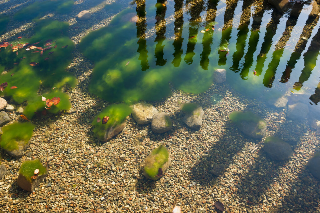 Guldfisk / Goldfish (Carassius auratus)
