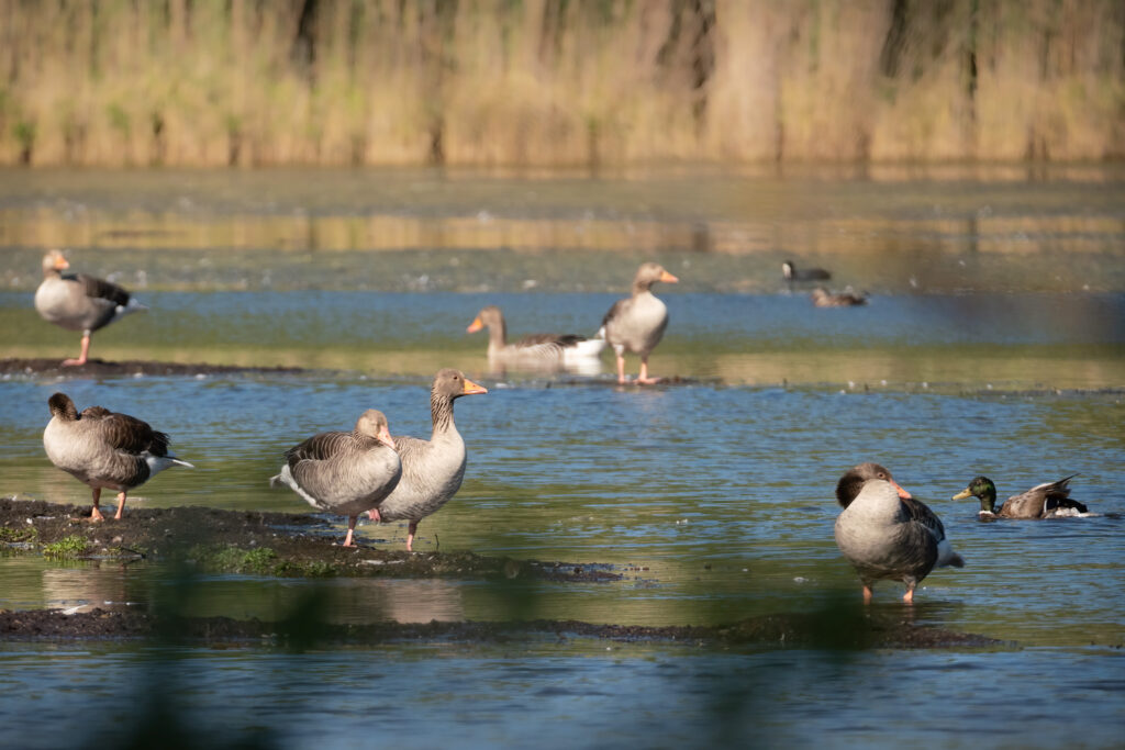Grågæs / Greylag geese (Anser anser)