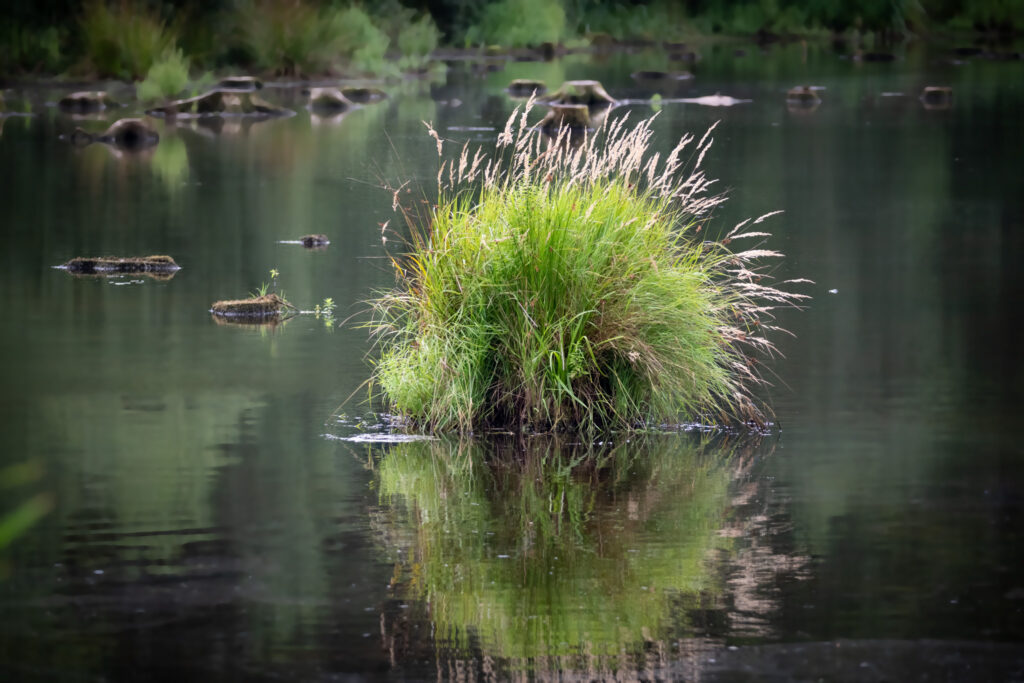 Tue i skovsø / Hillock in a forest lake