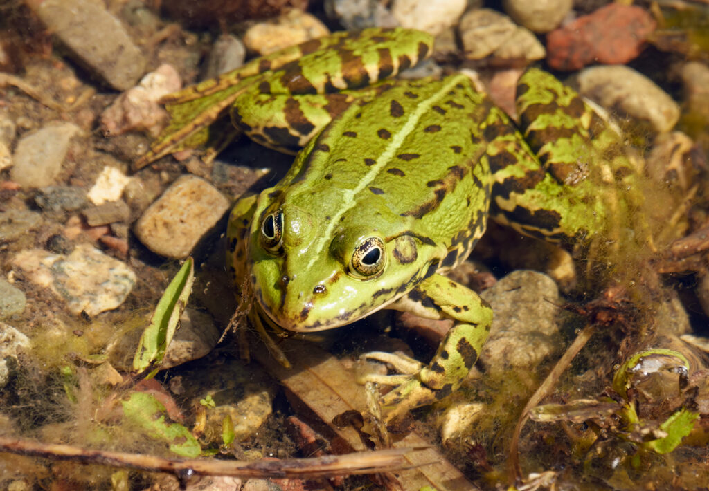 Grøn frø / Green frog (Rana clamitans) Grøn frø / Green frog (Rana clamitans)