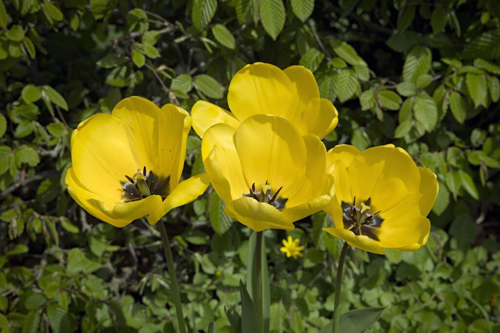 Havetulipan / Garden tulips (Tulipa gesneriana)