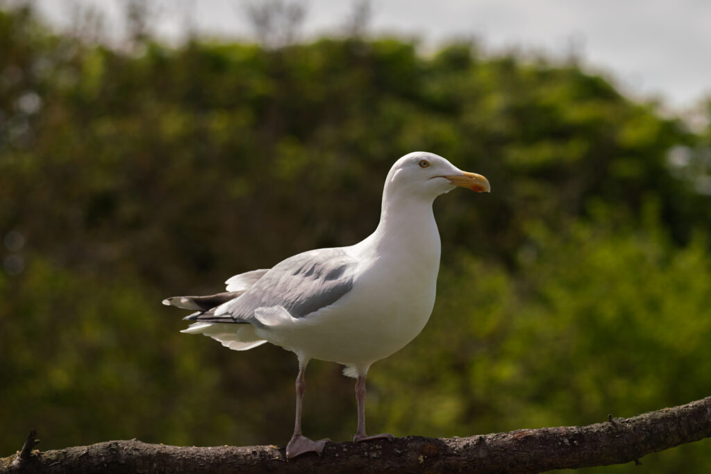 Sølvmåge / Herring gull (Larus argentatus)