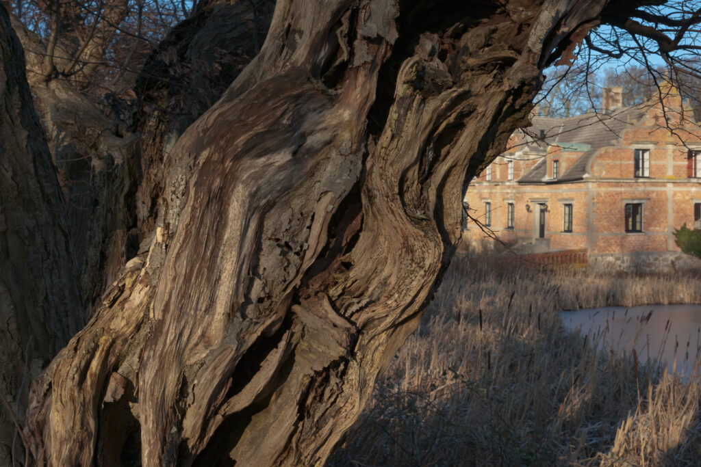 Hult træ ved Marsvinsholm / Hollow tree at Marsvinsholm