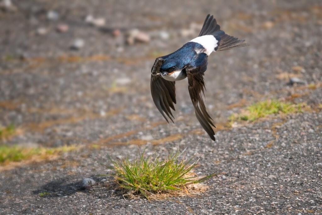 Bysvale med strå / House martin with straw (Delichon urbicum)