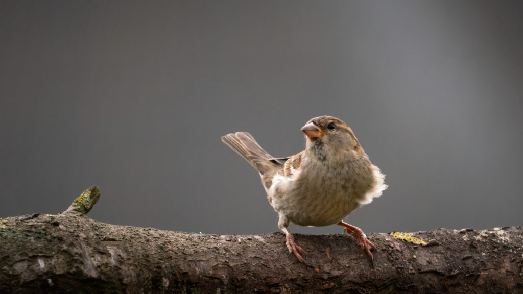 Gråspurv / House sparrow (Passer domesticus)