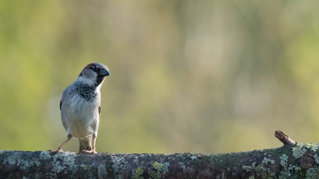 Gråspurv / House sparrow (Passer domesticus)