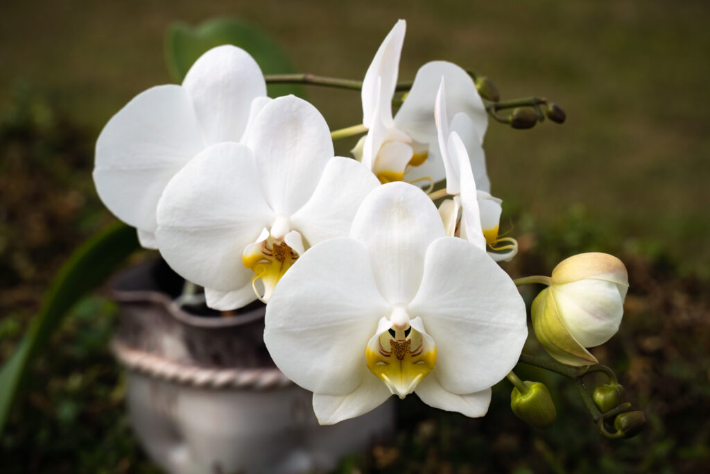 Hvid orkidé / White orchid (Phalaenopsis hybrid)