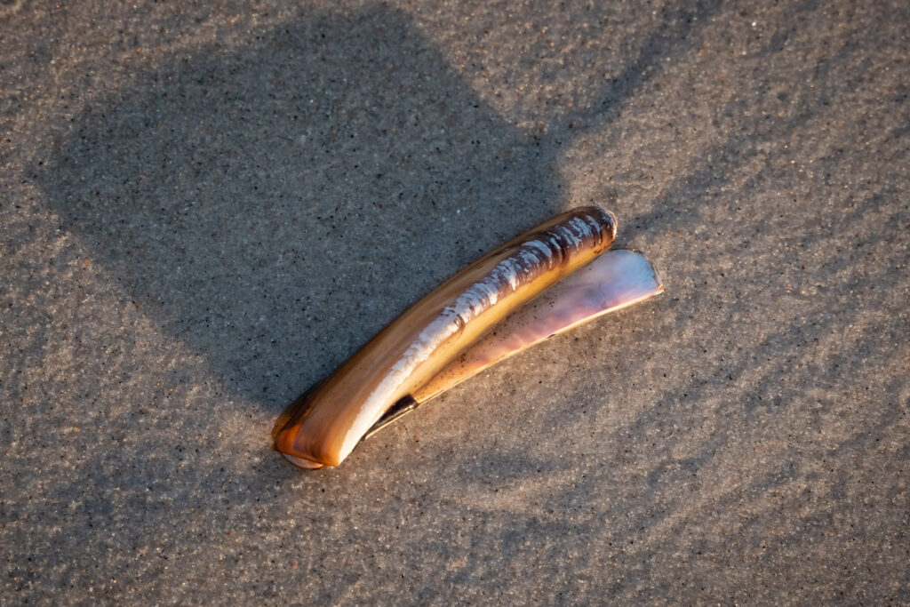 Knivmusling / Razor shell (Pharidae)