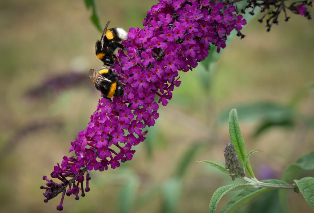 Lys jordhumle / White-tailed bumblebee (Bombus lucorum)