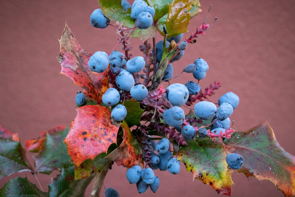 Mahonie busk / Holly-leaved barberry (Mahonia aquifolium)