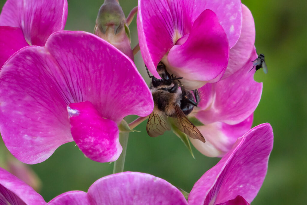 Markhumlebi / Early bumblebee (Bombus pratorum)