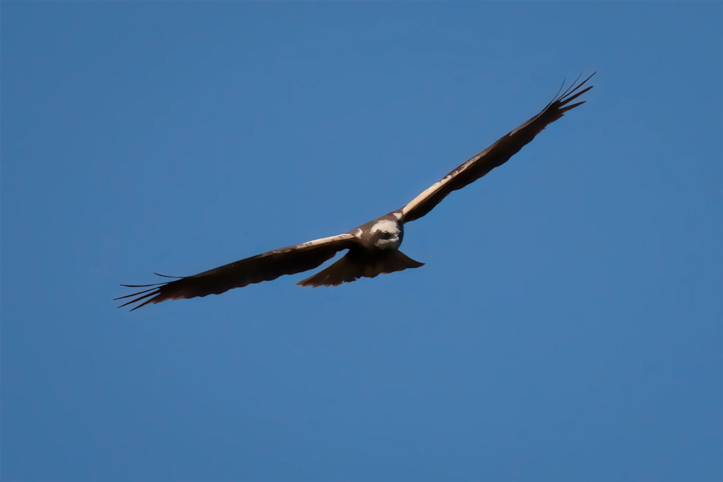 Musvåge / Common buzzard (Buteo buteo)