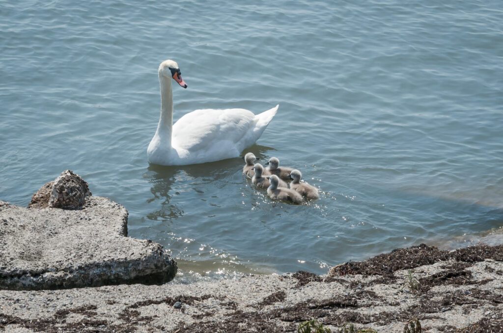 Knopsvane / Mute swan (Cygnus olor)