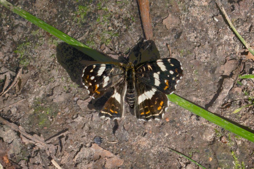 Nældesommerfugl / Map butterfly (Araschnia levana)