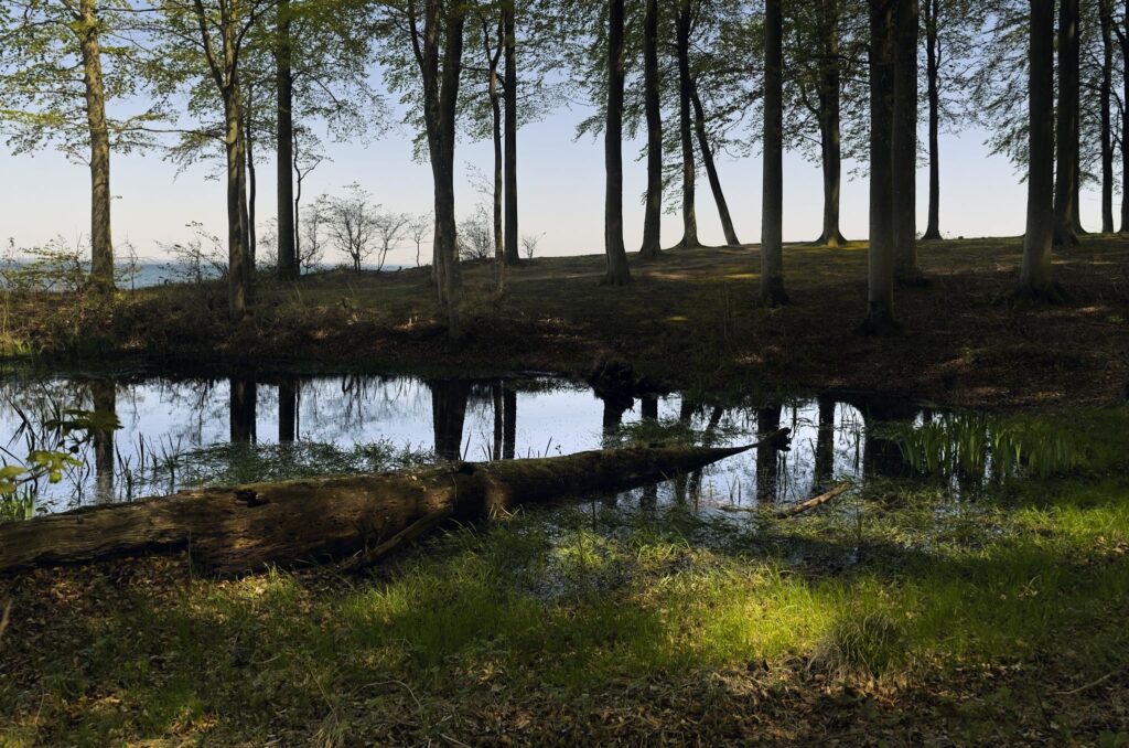 Naldmose forår / Naldmose spring