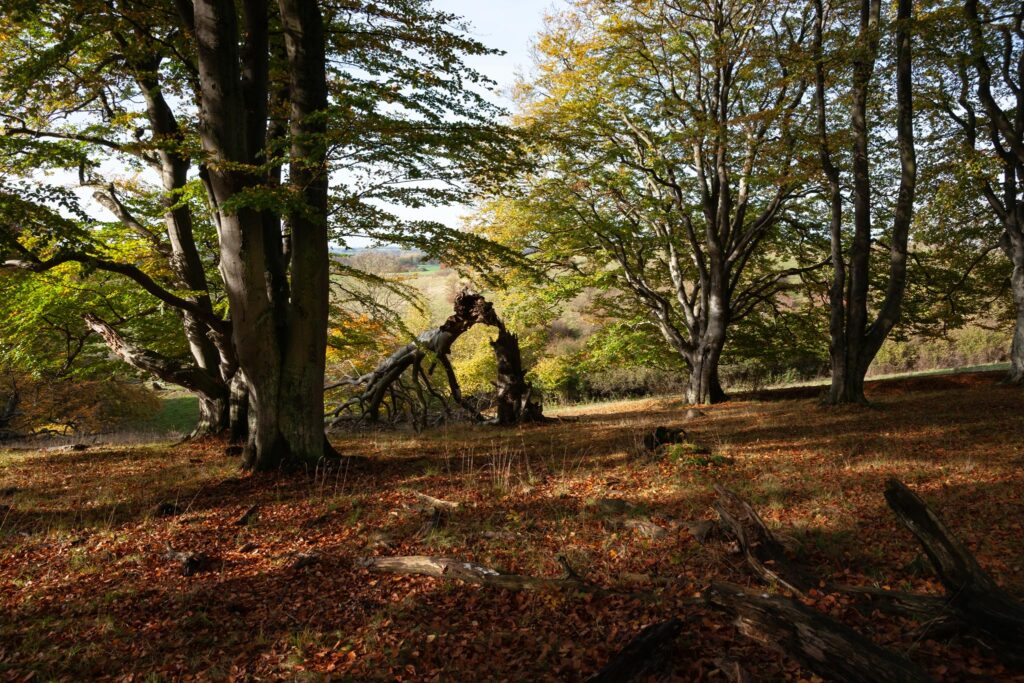 Naturbøgeskov / Natural beech forest