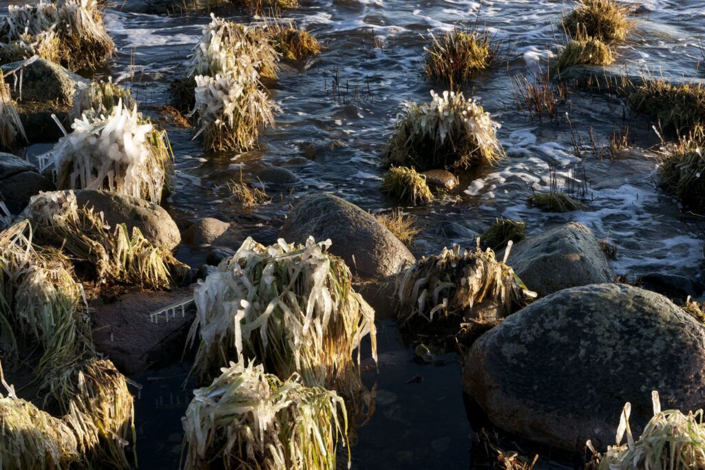Overisede tuer / Ice covered tufts