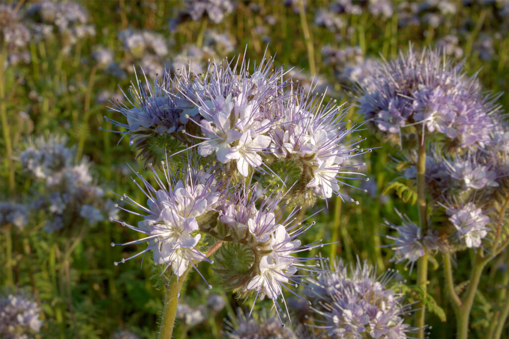 Honningurt / Phacelia (Phacelia tanacetifolia)