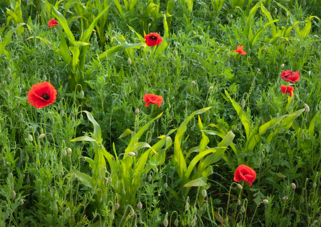 Røde valmuer i majsmark / Red poppies in corn field (Papaver)