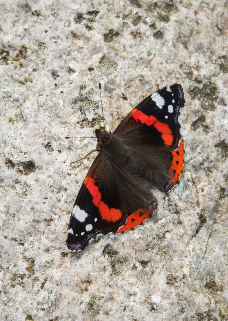 Rød admiral / Red admiral (Vanessa atalanta)