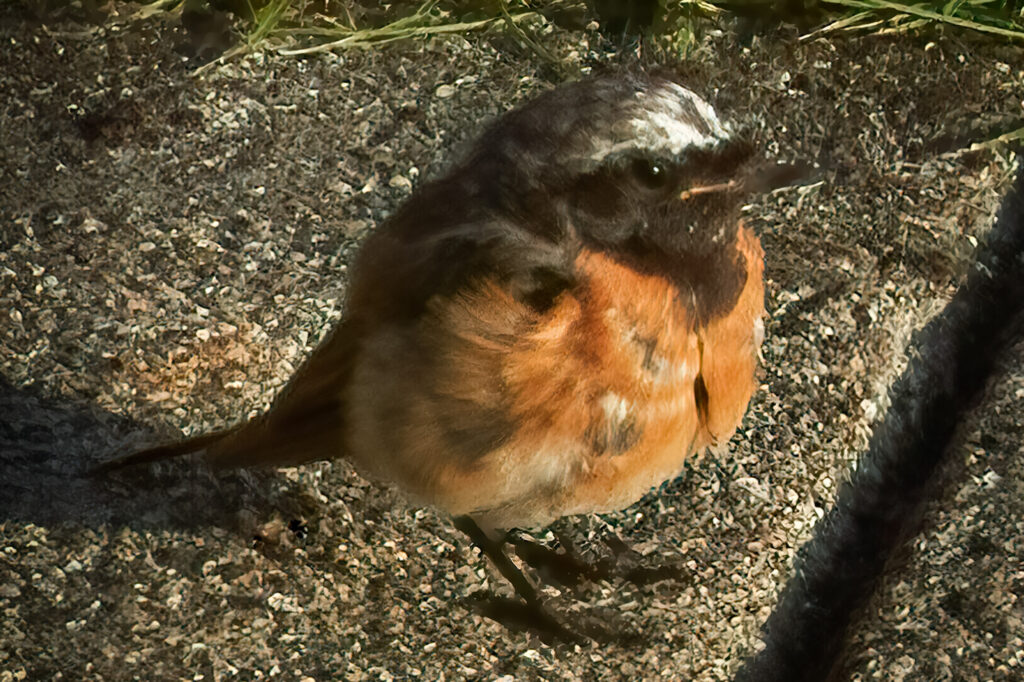 Rødstjert / Common redstart (Phoenicurus phoenicurus)