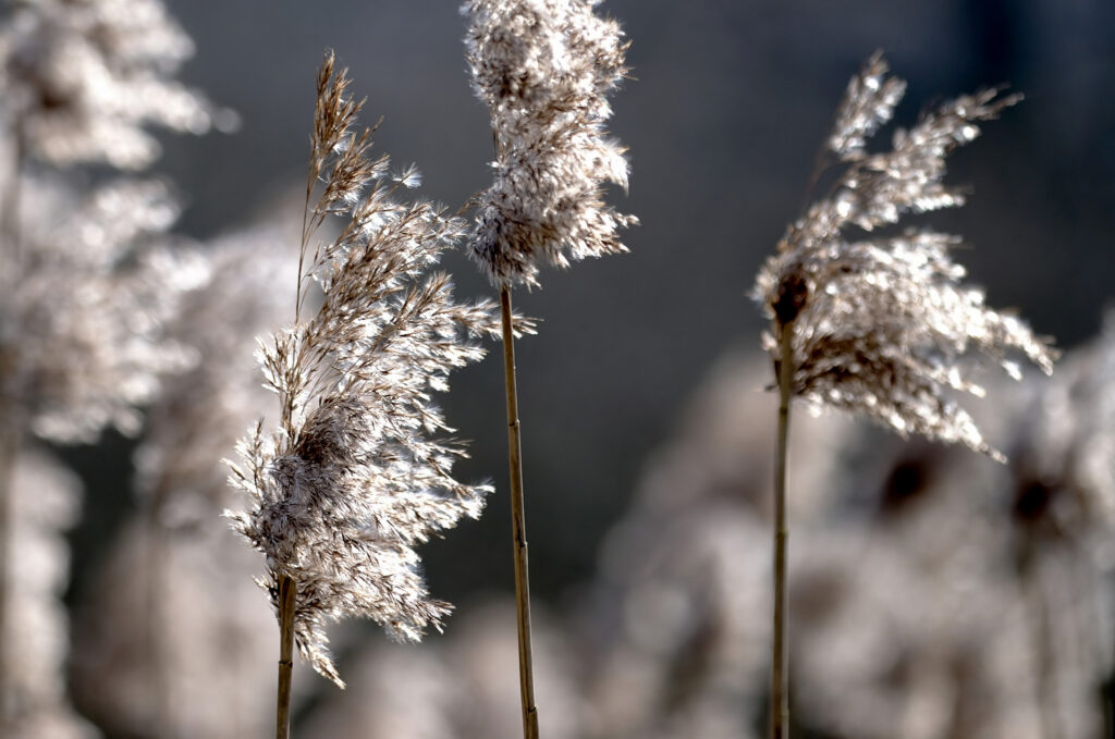 Rørgræs i sol / Reed in sun (Phragmites australis)