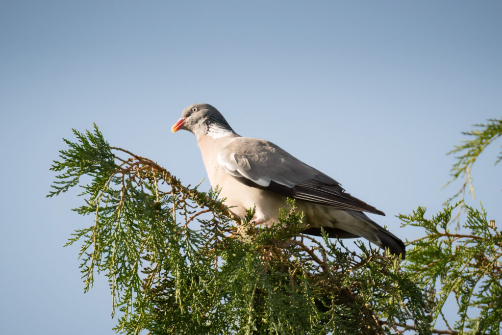 Ringdue i Cypres / Woodpigeon in Cupressus (Columba palumbus)