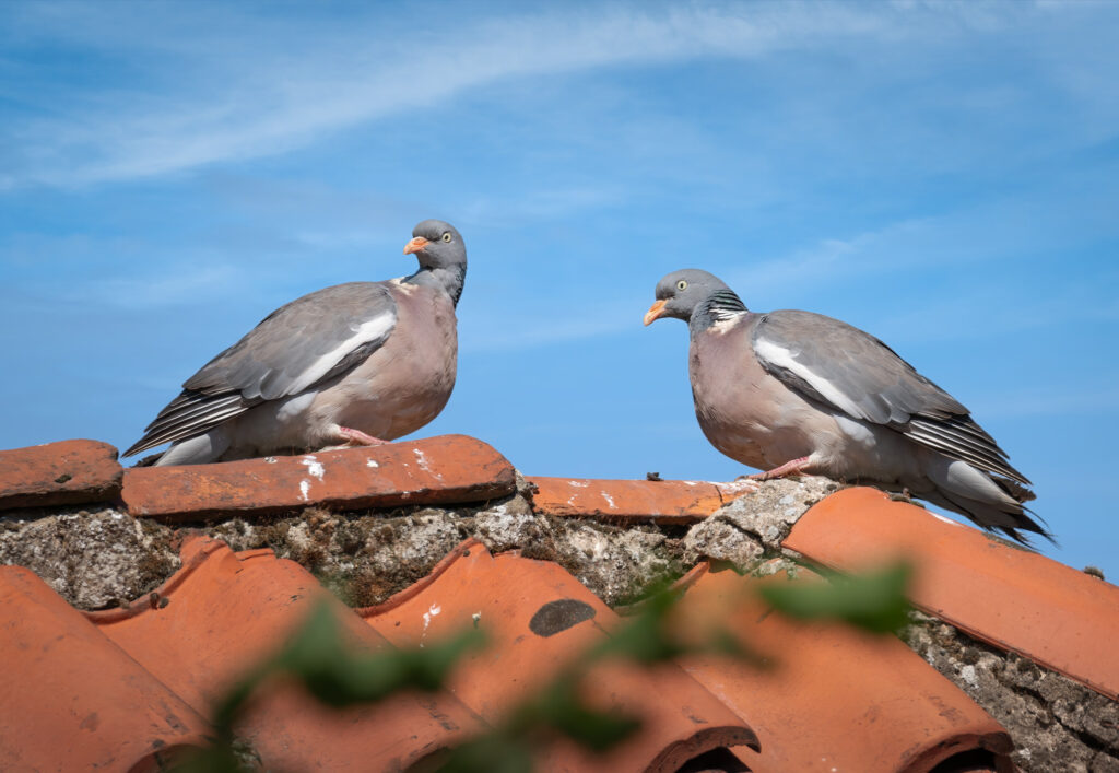 Ringduer / Woodpigeons (Columba palumbus)