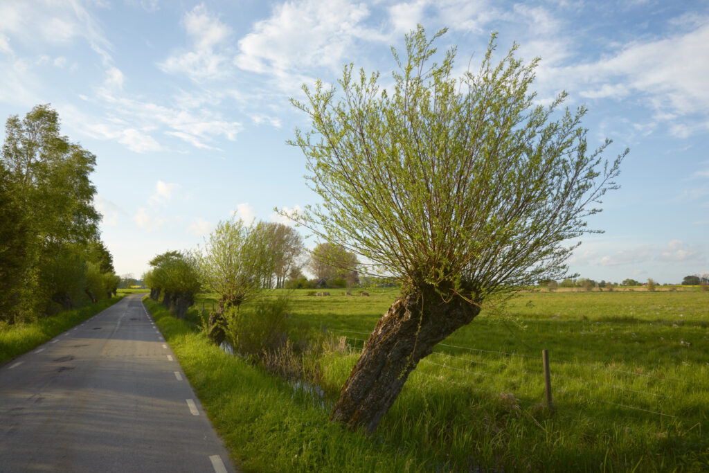 Skånsk vejpil / Scanian roadside willow (Salix alba)