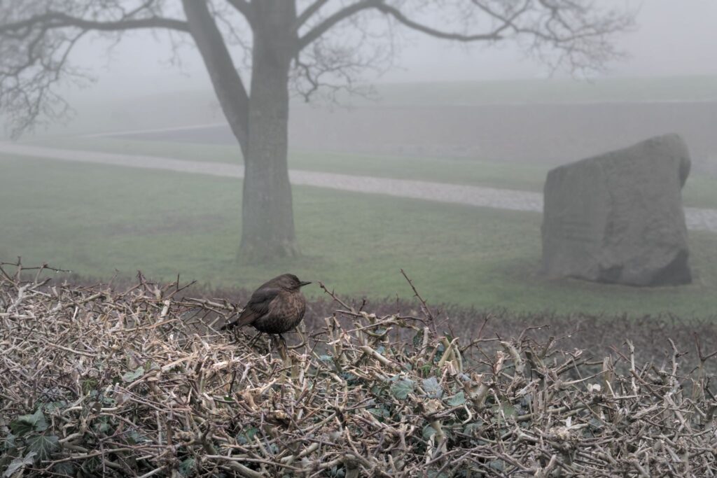 Sjagger i februar / Fieldfare in February (Turdus pilaris)