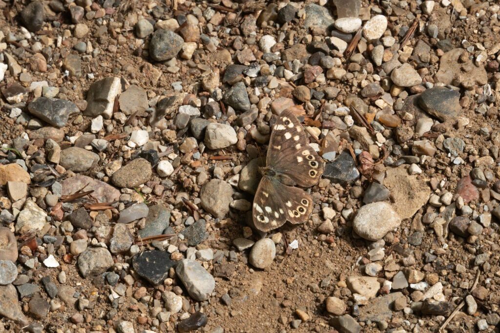 Skovrandøje / Speckled wood (Pararge aegeria)
