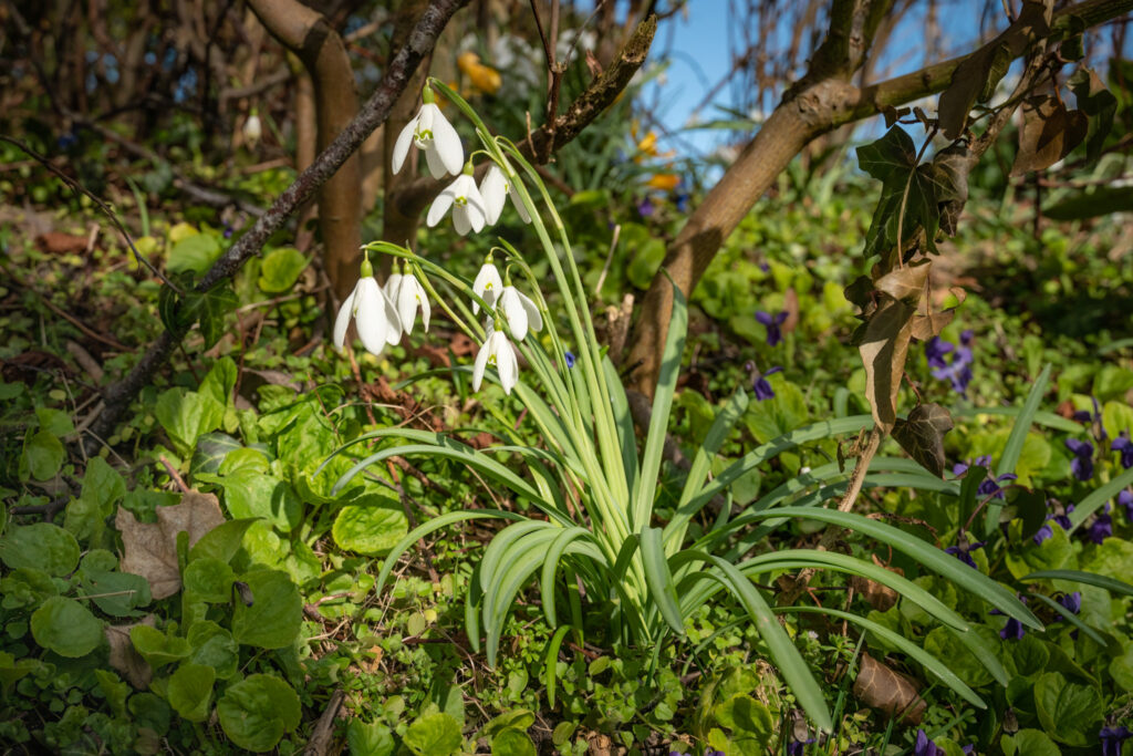 Vintergækker / Snowdrops (Galanthus nivalis)