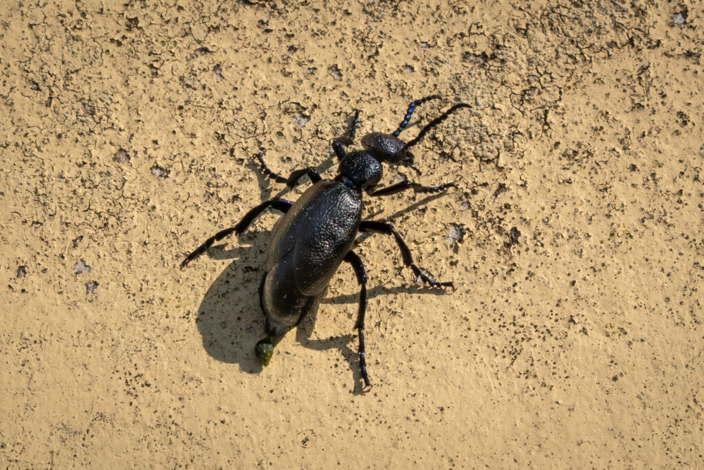 Sort oliebille / European oil beetle (Meloe proscarabaeus)