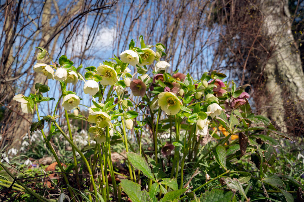 Forårsblomster / Spring flowers