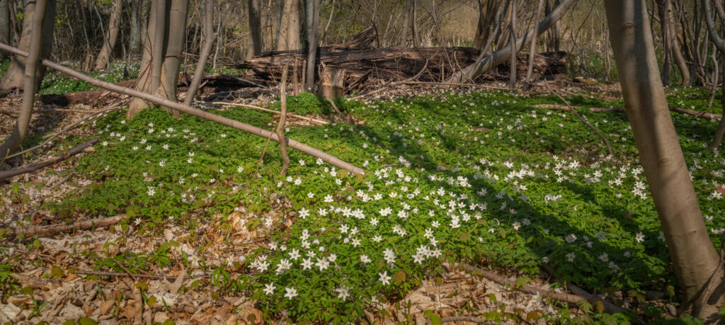 Forårsskov / Spring forest (Anemone nemorosa)