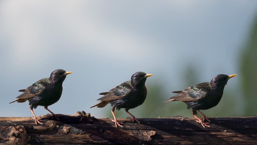 Stær x3 / Starling times 3 (Sturnus vulgaris)