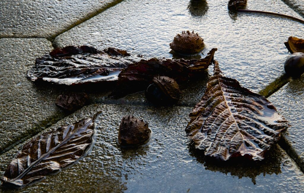 Hestekastanie på stenet grund / Horse-chestnut on rocky ground (Aesculus hippocastanum)