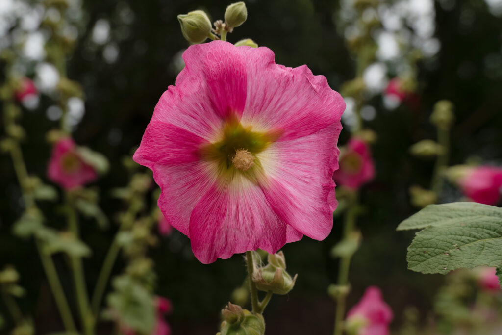 Stokrose / Hollyhock (Alcea rosea)