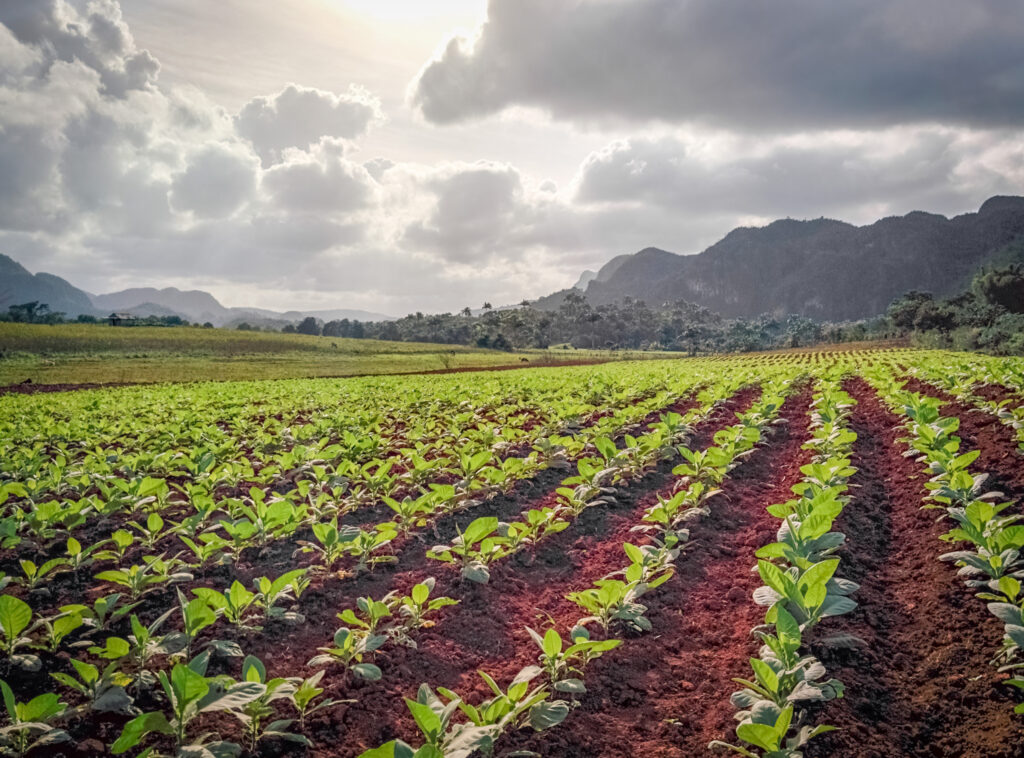 Tobaksmark / Tobacco field, Cuba