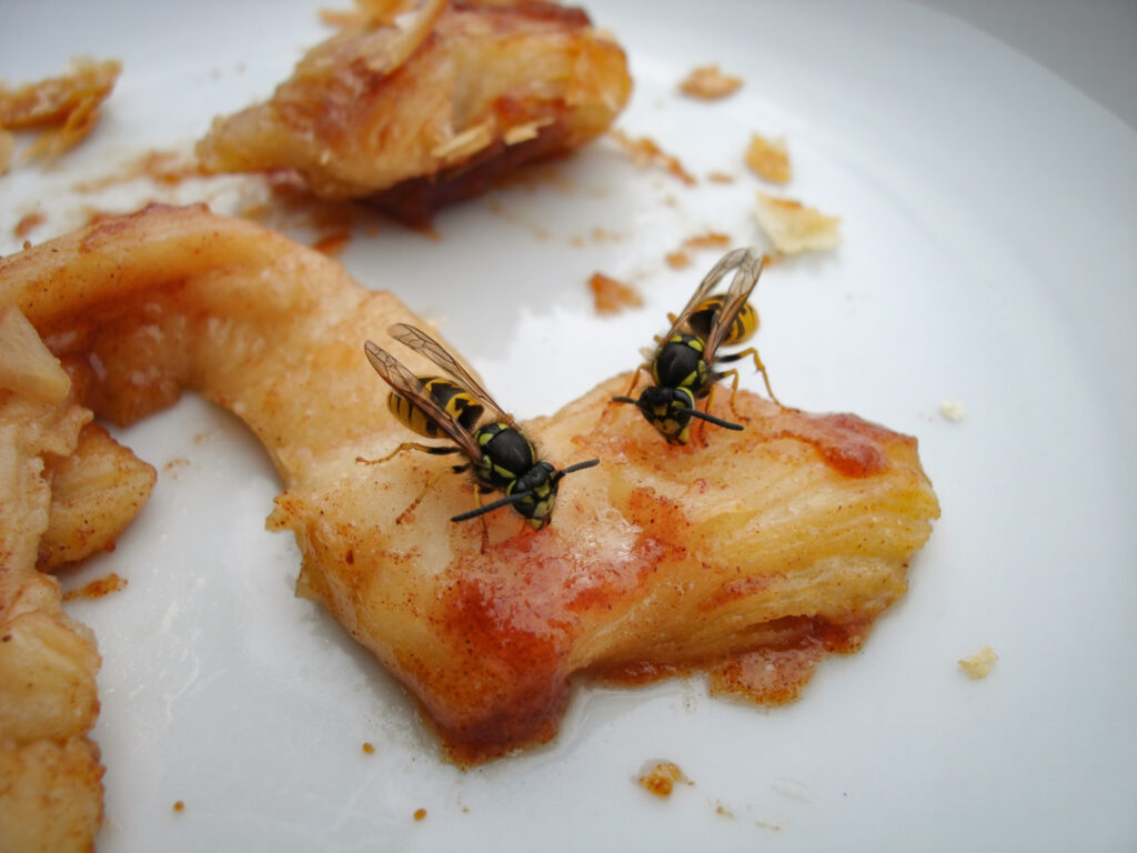 Almindelig hveps / Common wasp (Paravespula vulgaris)