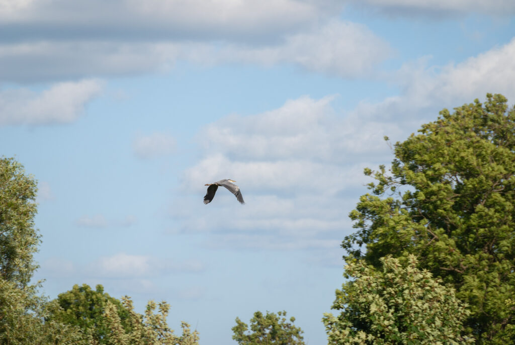 Kæmpe Fiskehejre / Giant Grey Heron (Ardea cinerea)