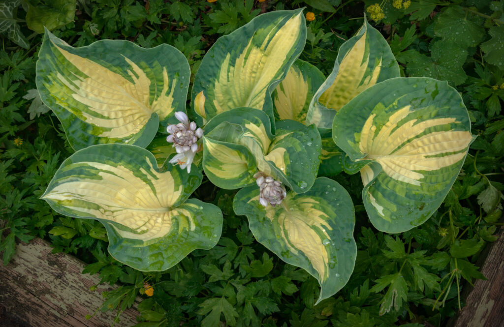 Gul-grøn Hosta / Yellow-green Hosta (Paul's Glory)