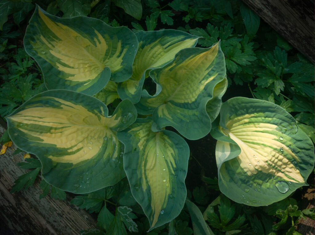 Gul-grøn Hosta / Yellow-green Hosta (Paul's Glory)