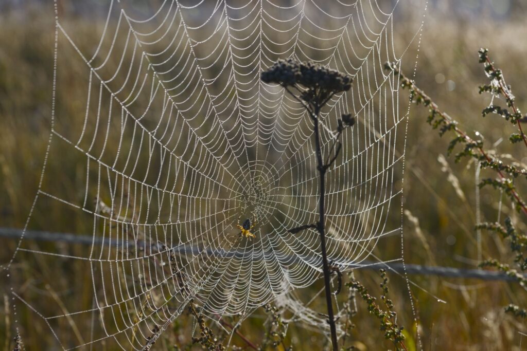 Korsedderkop i sit spind / Cross spider in its web (Araneus diadematus)