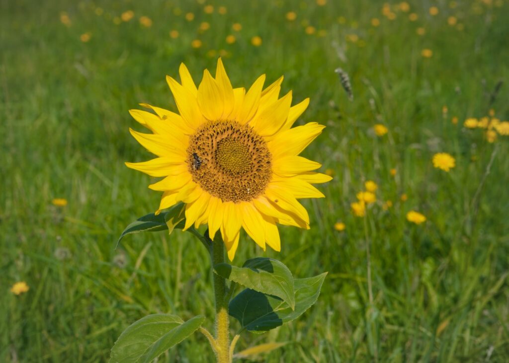 Almindelig Solsikke / Common Sunflower (Helianthus annuus)