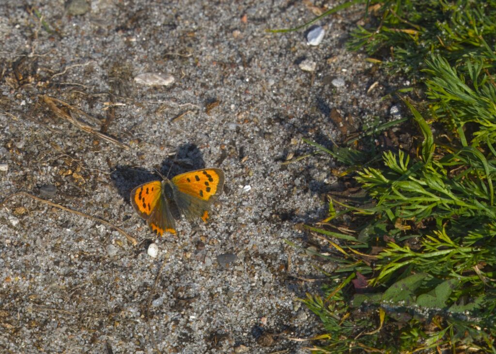 Lille ildfugl / Small copper (Lycaena phlaeas)