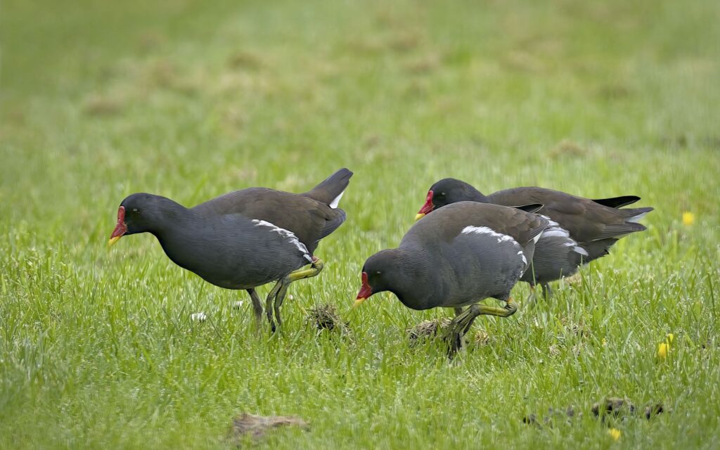 Grønbenet rørhøne / Common moorhen (Gallinula chloropus)