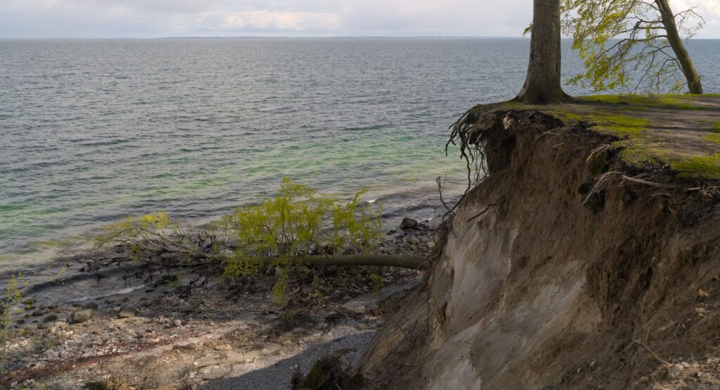 Sidste løvspring / Last flushing